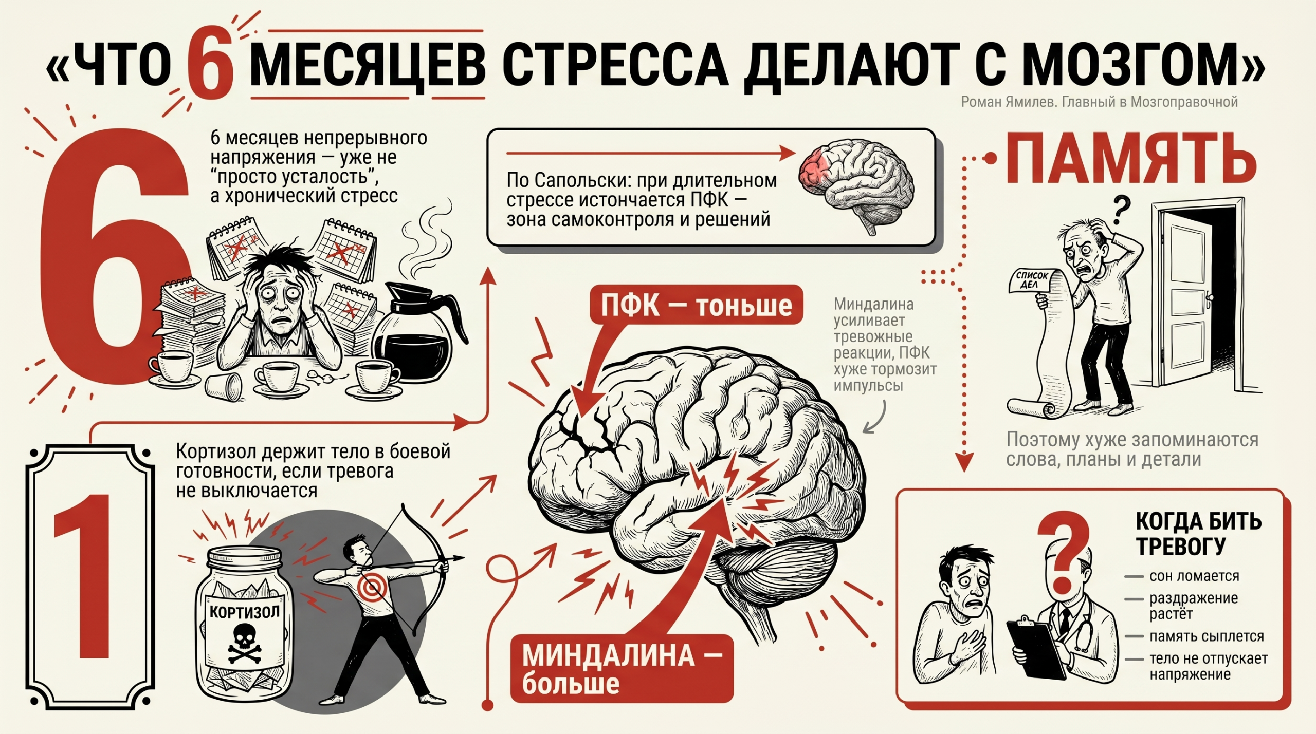 Инфографика о том, как хронический стресс и кортизол за 6 месяцев меняют память, ПФК и миндалину