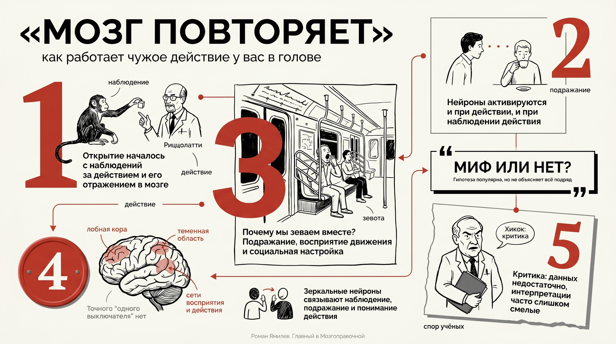 Инфографика о зеркальных нейронах: открытие, зевота, области мозга и критика Хикока