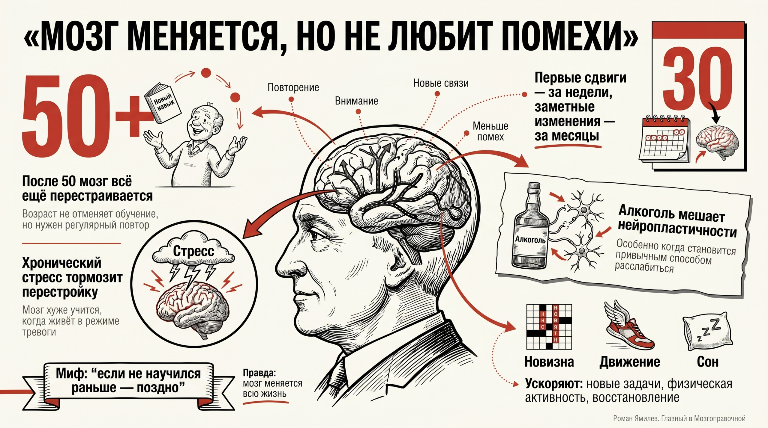 Инфографика о нейропластичности после 50: стресс, алкоголь, сроки изменений и способы помочь мозгу