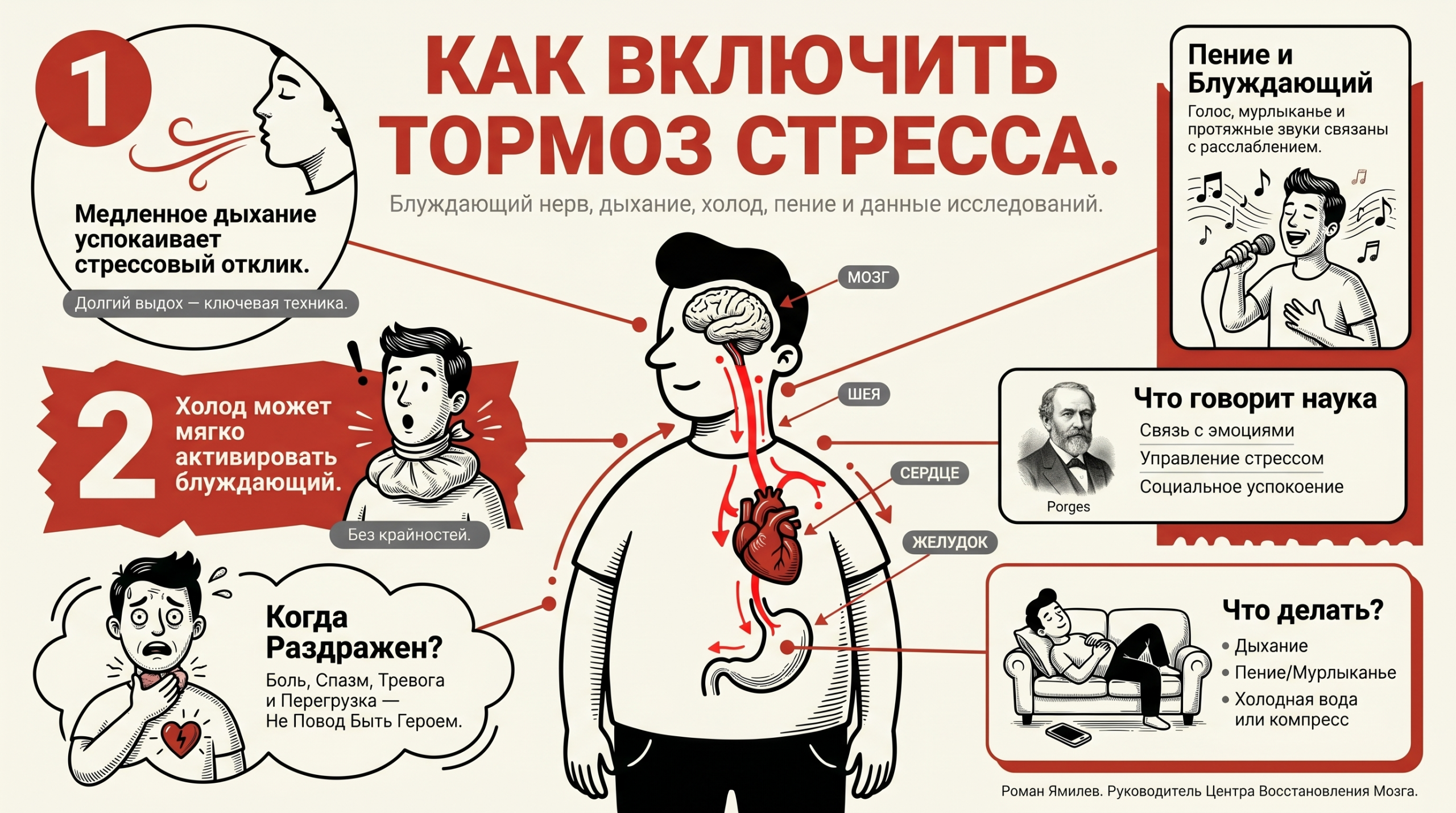 Инфографика о блуждающем нерве: центральная схема тела, дыхание, пение, холод и исследования