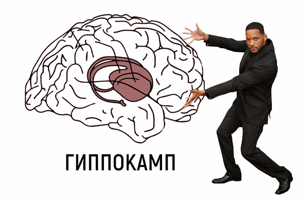 гиппокамп