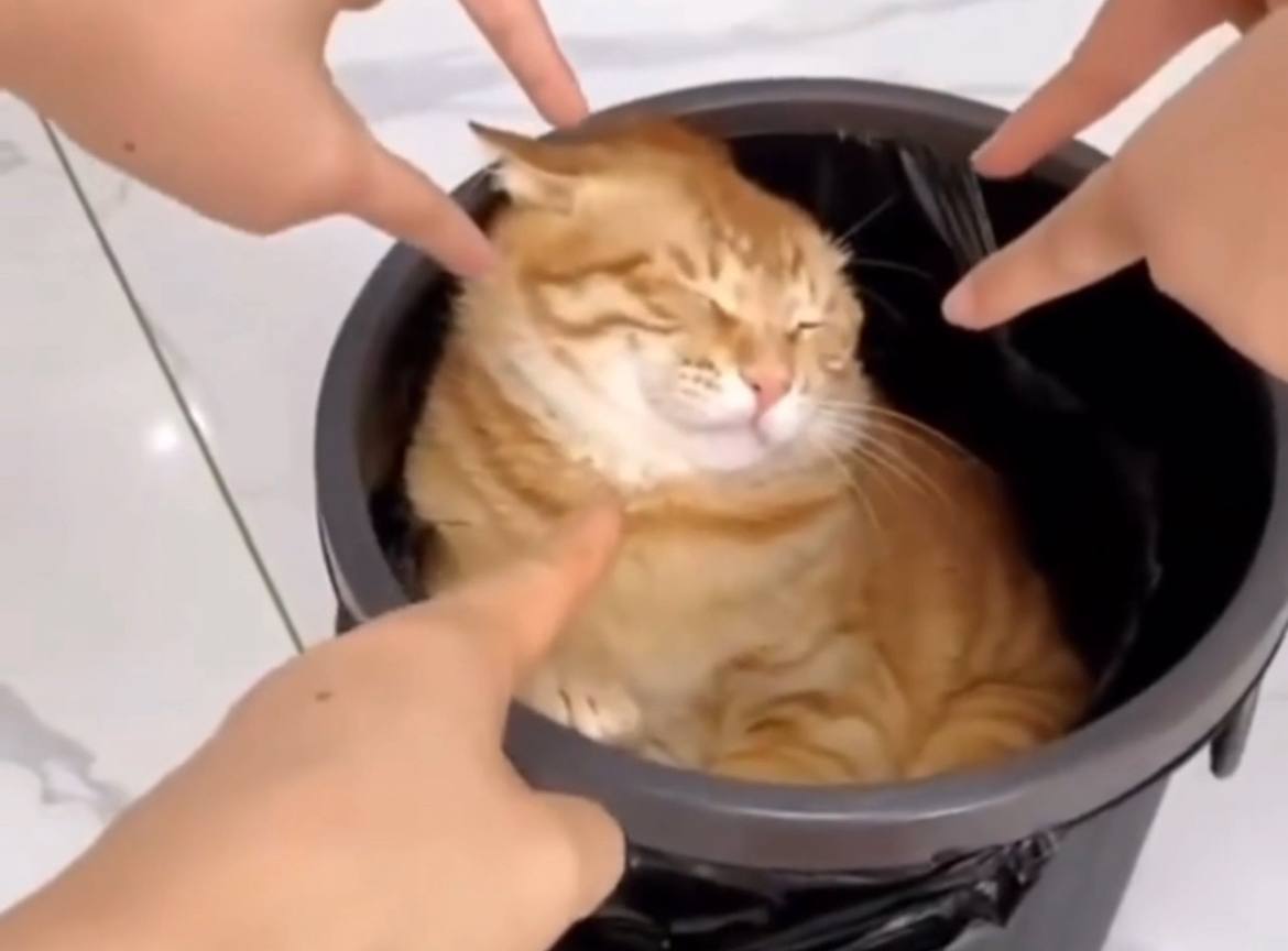 Проявление конформности к котику