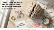 Треснувшая модель мозга, кольцо, разорванные бумаги о разводе и метафора стресса при разводе