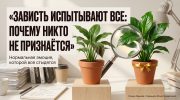 Два похожих растения разной пышности на светлом фоне как метафора зависти и сравнения